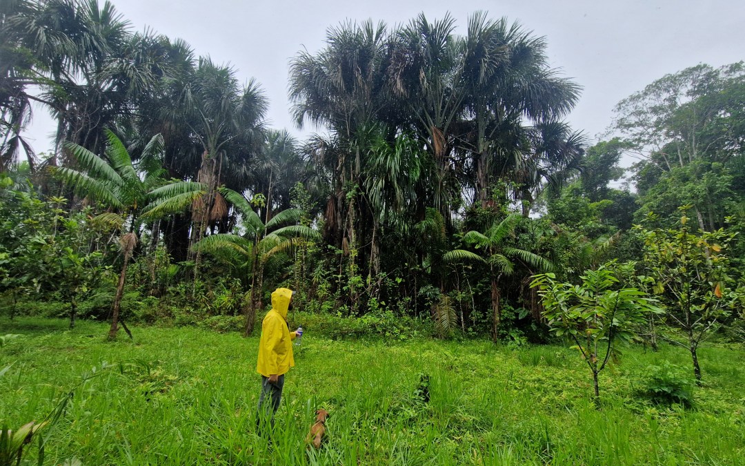 En Amazonie colombienne, ils plantent des arbres fruitiers pour sortir de l’exploitation minière
